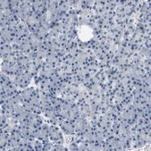Anti-KCNQ5 antibody produced in rabbit Prestige Antibodies® Powered by Atlas Antibodies, affinity isolated antibody, buffered aqueous glycerol solution