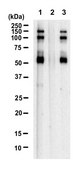 Anti-p-eIF4G1 (Ser1108) Antibody, clone 4G7 ZooMAb® Rabbit Monoclonal recombinant, expressed in HEK 293 cells