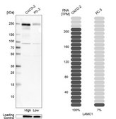 抗-LAMC1 兔抗 Ab2, Prestige Antibodies® Powered by Atlas Antibodies, affinity isolated antibody, buffered aqueous glycerol solution