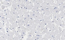Anti-Phospholamban Antibody, clone 4J16 , ZooMAb® Rabbit Monoclonal recombinant, expressed in HEK 293 cells