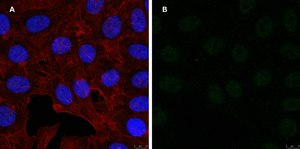 Anti-GST Antibody, clone 5B8 , ZooMAb® Rabbit Monoclonal recombinant, expressed in HEK 293 cells