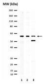 抗-GLUT-4抗体，C端 from rabbit, purified by affinity chromatography