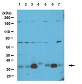 Anti-Fhl1 Antibody serum, from rabbit