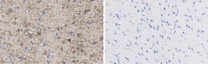 Anti-GAD67 Antibody, clone 1G10.2 ZooMAb® Mouse Monoclonal recombinant, expressed in HEK 293 cells