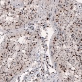 Monoclonal Anti-METTL14 antibody produced in mouse Prestige Antibodies® Powered by Atlas Antibodies, clone CL4254, purified immunoglobulin