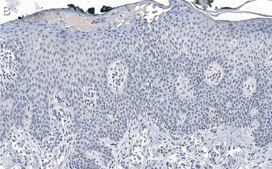抗-DNA-RNA 杂交抗体，克隆 S9.6，ZooMAb®小鼠单克隆抗体 recombinant, expressed in HEK 293 cells