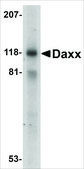 Anti-Daxx antibody produced in rabbit IgG fraction of antiserum, buffered aqueous solution