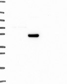 Anti-ADRA1A antibody produced in rabbit Prestige Antibodies® Powered by Atlas Antibodies, affinity isolated antibody, buffered aqueous glycerol solution