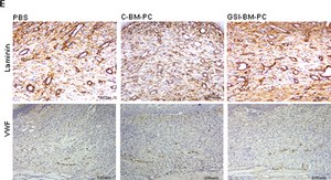 Anti-Laminin antibody produced in rabbit 0.5 mg/mL, affinity isolated antibody, buffered aqueous solution