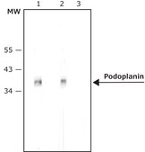 Anti-Podoplanin (HG-19) antibody produced in rabbit affinity isolated antibody, buffered aqueous solution
