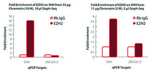 Imprint® Ultra Chromatin Immunoprecipitation Kit, Without Controls ChIP kit for maximum sensitivity, compatible with Next-Gen sequencing