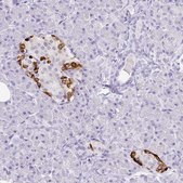 Monoclonal Anti-TTR antibody produced in mouse Prestige Antibodies® Powered by Atlas Antibodies, clone CL0290, purified immunoglobulin, buffered aqueous glycerol solution