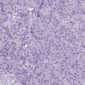 Anti-CHRM1 antibody produced in rabbit Prestige Antibodies® Powered by Atlas Antibodies, affinity isolated antibody, buffered aqueous glycerol solution
