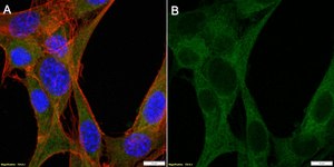 Anti-Cleaved Caspase-8 Antibody, clone 1K3 ZooMAb® Rabbit Monoclonal recombinant, expressed in HEK 293 cells