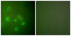 抗-GRP78 兔抗 affinity isolated antibody