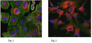 Anti-Protein Gene Product 9.5 Antibody from rabbit, purified by affinity chromatography