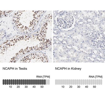 Anti-NCAPH antibody produced in rabbit Prestige Antibodies® Powered by Atlas Antibodies, affinity isolated antibody, buffered aqueous glycerol solution