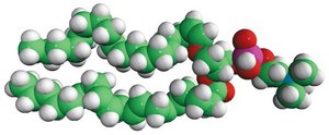 C18(Plasm)-20:4 PC 1-(1Z-octadecenyl)-2-arachidonoyl-sn-glycero-3-phosphocholine, chloroform