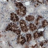 Monoclonal Anti-APOA4 antibody produced in mouse Prestige Antibodies® Powered by Atlas Antibodies, clone CL0467, purified immunoglobulin, buffered aqueous glycerol solution