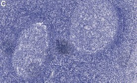 Anti-Topoisomerase II Antibody, clone 3C3 ZooMAb® Rabbit Monoclonal recombinant, expressed in HEK 293 cells