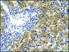 抗 CD36 兔抗 affinity isolated antibody