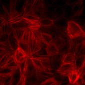 Kidney PTEC MDR1 KnockoutCells [MDR1 knock out (-/-)]