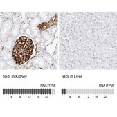 Anti-NES antibody produced in rabbit Prestige Antibodies® Powered by Atlas Antibodies, affinity isolated antibody, buffered aqueous glycerol solution