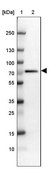 Anti-RBBP5 antibody produced in rabbit Prestige Antibodies® Powered by Atlas Antibodies, affinity isolated antibody, buffered aqueous glycerol solution