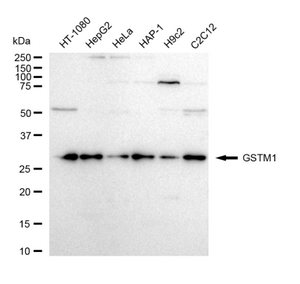 Anti GSTM1 Antibody, clone 23GB4940, Rabbit Monoclonal clone 23GB4940, recombinant rabbit monoclonal, expressed in HEK293 cells