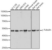 Anti-γ-Tubulin Antibody, clone 5R3N3, Rabbit Monoclonal