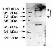 Anti-SP3 antibody produced in rabbit affinity isolated antibody
