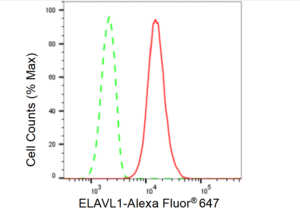 KD-Validated Anti HuR / ELAVL1 Antibody, clone 23GB5815, Rabbit Monoclonal clone 23GB5815, recombinant rabbit monoclonal, expressed in HEK293 cells