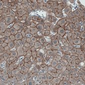 Monoclonal Anti-OCLN antibody produced in mouse Prestige Antibodies® Powered by Atlas Antibodies, clone CL1567, purified immunoglobulin, buffered aqueous glycerol solution