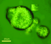Gold microrods dispersion (H2O)