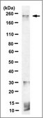 Anti-ABCA1 Antibody, clone MABI98-7 clone MAB198-7, from rat