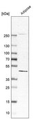 Anti-PISD antibody produced in rabbit Prestige Antibodies® Powered by Atlas Antibodies, affinity isolated antibody, buffered aqueous glycerol solution, ab2