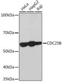 Anti-CDC25B antibody produced in rabbit