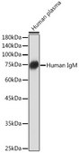 Anti-Human IgM Antibody, clone 6F7T2, Rabbit Monoclonal
