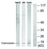 Anti-Calmodulin antibody produced in rabbit affinity isolated antibody