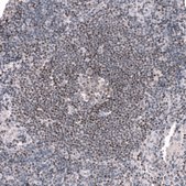 Monoclonal Anti-Pax5 Antibody Produced In Mouse Prestige Antibodies® Powered by Atlas Antibodies, clone CL14548, affinity isolated antibody, buffered aqueous glycerol solution