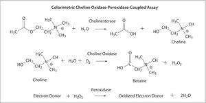 丁酰胆碱酯酶 来源于人类血清 vial of ≥4 units