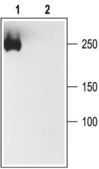 抗- 钠离子通道，泛 兔抗 affinity isolated antibody, lyophilized powder