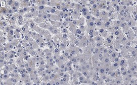 Anti-APOL1 Antibody, clone 1L15 ZooMAb® Rabbit Monoclonal recombinant, expressed in HEK 293 cells