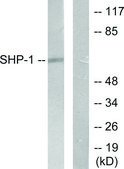 Anti-SHP-1 antibody produced in rabbit affinity isolated antibody
