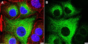 Anti-hCE-1/CES1 Antibody, clone 1D4 ZooMAb® Rabbit Monoclonal recombinant, expressed in HEK 293 cells
