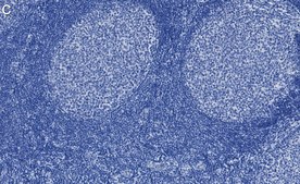 Anti-Cdk2 Antibody, clone 1B21 ZooMAb® Rabbit Monoclonal recombinant, expressed in HEK 293 cells