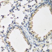 Anti-BMP2 antibody produced in rabbit