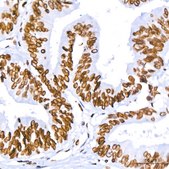 Anti-Lamin B1 Antibody, clone 5H8V8, Rabbit Monoclonal