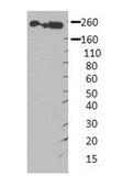 Anti-MYH9 affinity isolated antibody
