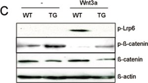 单克隆抗 β-肌动蛋白抗体 小鼠抗 clone AC-74, purified immunoglobulin, buffered aqueous solution